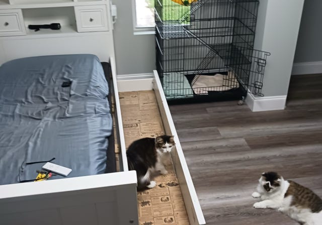 Paws Retreat, dog, cat, boarding, Florida